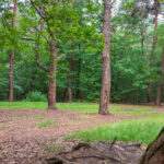 Pelikaansbos Zelhem