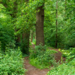 Pelikaansbos Zelhem