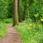 Pelikaansbos Zelhem