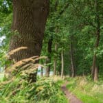 Spoorbaan Ruurlo Zelhem Doetinchem