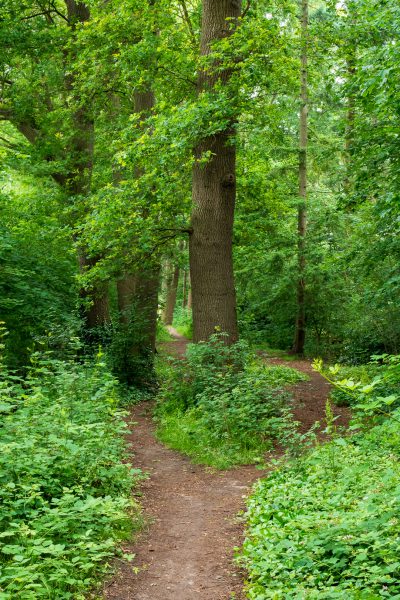 Pelikaansbos Zelhem